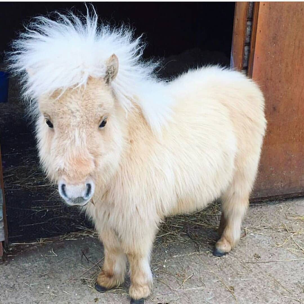 Fluffy white pony