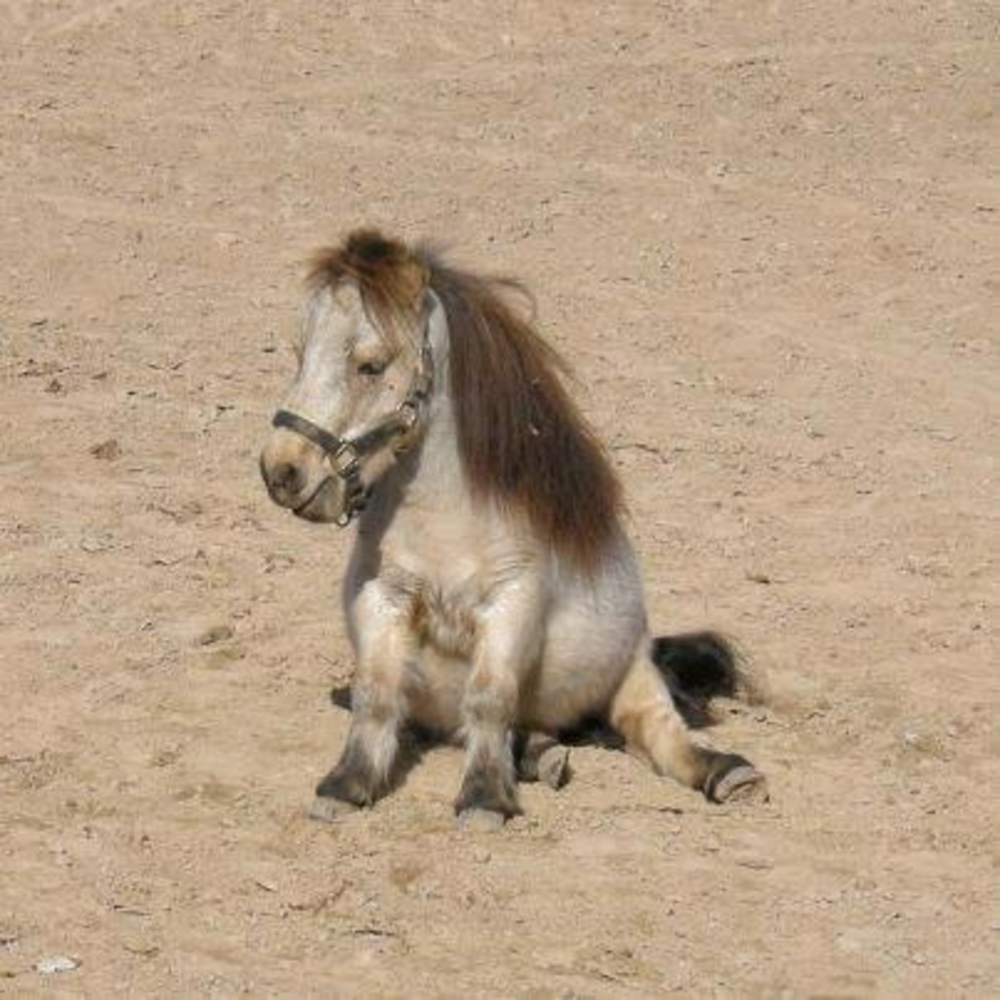 Sitting pony
