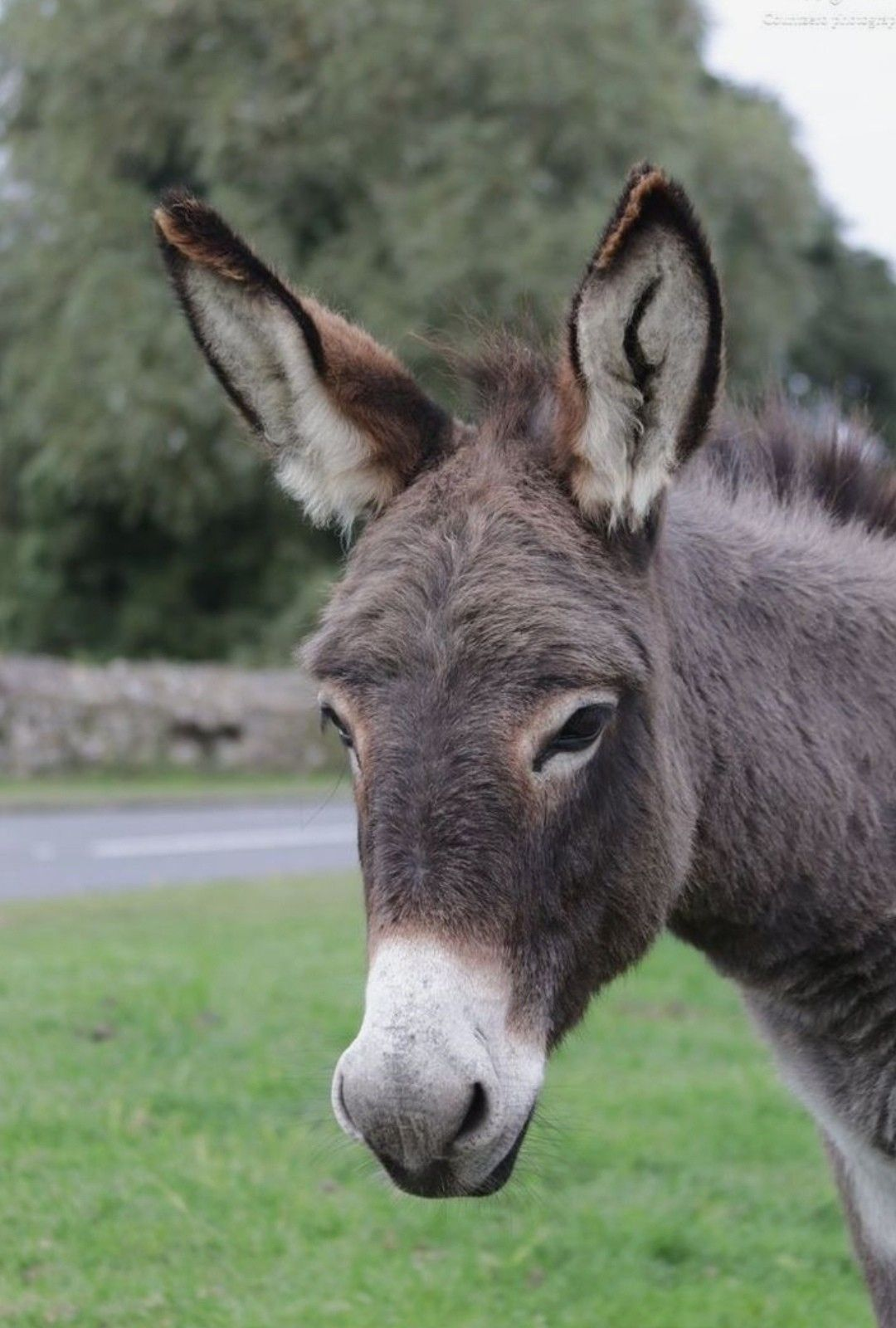 Donkey portrait