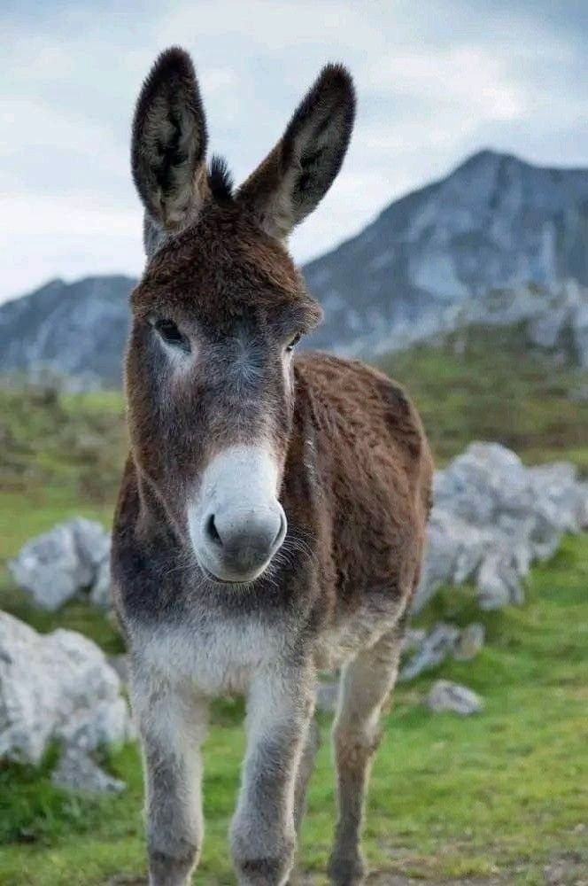 Donkey in mountains